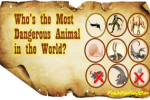 Deadliest Animal in The World